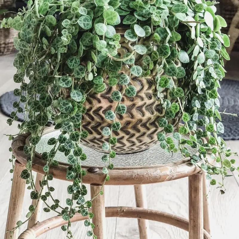 String of Turtles Plant Live, Rare Succulent Trailing Vine in Pot, Indoor Houseplant