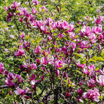 02 Jane Magnolia Tree Live Plant in 2.5" Pot, 1 Year Old Well-Rooted Tree, Cold Hardy, Magnolia Shrub for Spring Planting, Fast-Growing