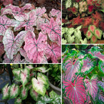Set of 3 Caladium Plants Live, 4 to 6 Inc Tall, Caladium Flower Plants Garden, Caladium Plant Pot