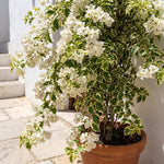 Set Vanilla Ice 2 Bougainvillea Live Plants 4-7 Inches Tall, Vibrant Bumgainvillea Flowering Vines for Garden, Patio Containers and Indoor Growing
