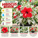 3 Hardy Hibiscus Live Plants, Flowering Shrub, Variegated Red Blooms, 4-7"