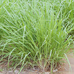 No Pot, 6 Lemon Grass Plants Live, 4-10 Inc Tall Well Rooted, Lemongrass Plants for Outside Planting, Fragant Herb Lemongrass Planting