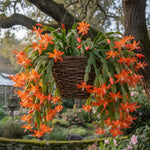 Christmas Cactus Plant, Thanksgiving Cactus in 4” Pot, Colorful Holiday Blooms, Indoor Gardens Growing (Orange Christmas Cactus)