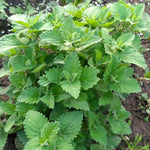 Pack of 3 Catnip Mint Live Plants, 3-6 Inches Tall, Catnip Herb Starters for Garden Beds and Containers, No Pot