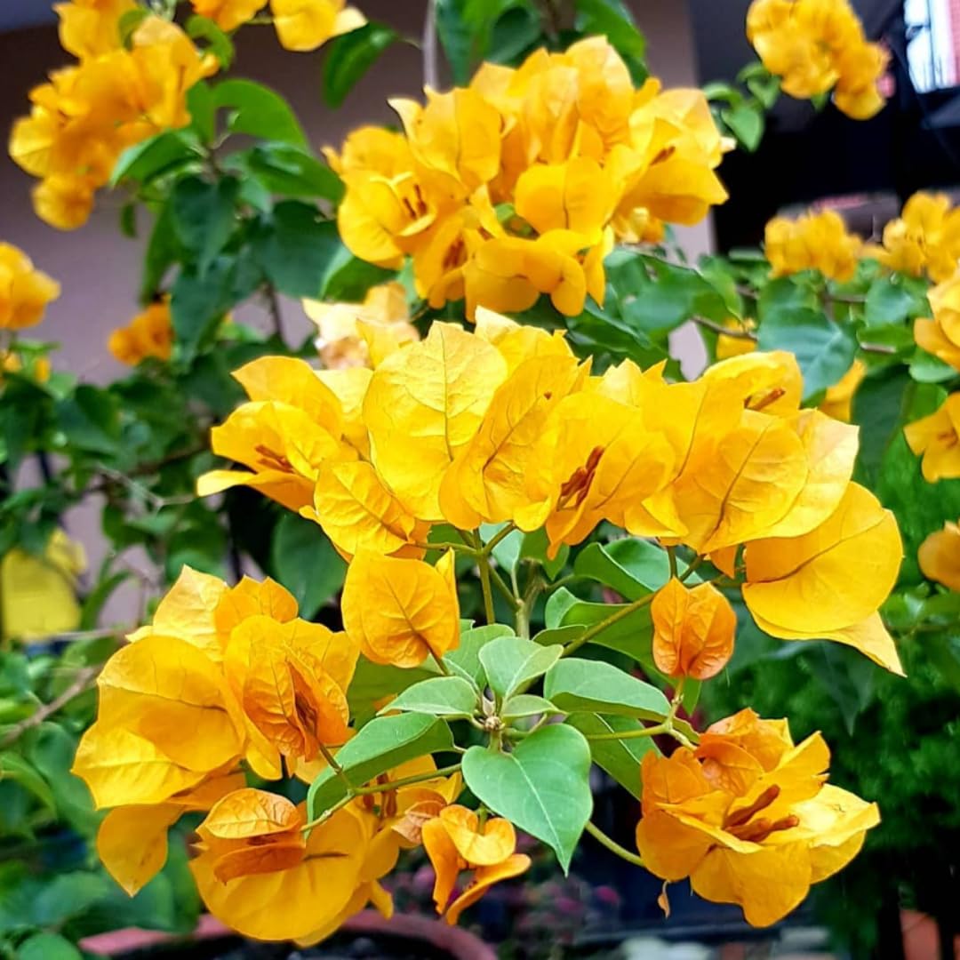 Sets 3 Climbing Bougainvillea Plants Live for Full Sun Trellis Tree, Shrub or Vine Bougainvillea Vibrant Bloom, Very Hardy, 5-9" Tall, Yellow