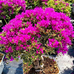 2 Raspberry Ice Bougainvillea Plants Live, Flowering Bougainvillea Vine for Outdoor Garden or Trellis, 5-9 Inch Tall, Very Hardy