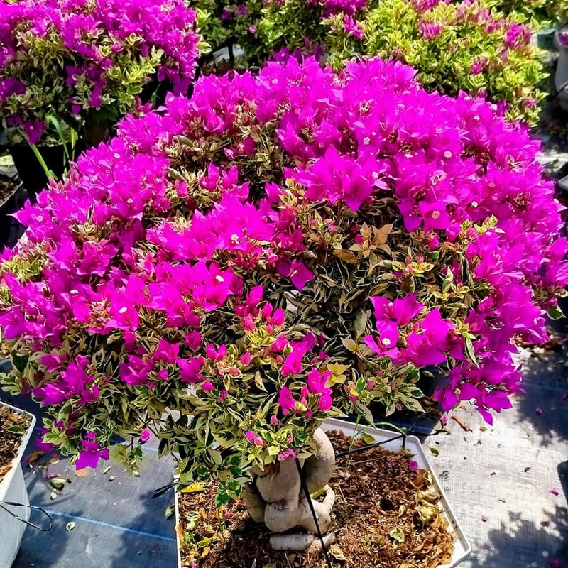 2 Raspberry Ice Bougainvillea Plants Live, Flowering Bougainvillea Vine for Outdoor Garden or Trellis, 5-9 Inch Tall, Very Hardy