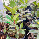 Set of 2 Sweet Bay Laruel Trees Live Plants, Bay Leaf Tree, True Laurus Nobilis Plants from 4 to 6 Inches Tall, Well-Rooted and Cold Hardy