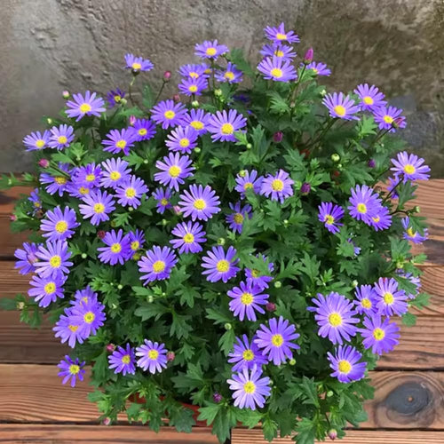 2 Aster Plants Live, Asters Perennial Live Plants, 5 to 7 Inc Tall, Flower Plant for Gardening (Purple)