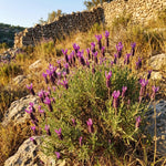 4 Spanish Lavender Plants Live, Fragrant Lavender Herb for Garden, Patio Containers and Indoor Décor, 4-7 Inches Tall