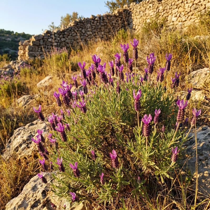 4 Spanish Lavender Plants Live, Fragrant Lavender Herb for Garden, Patio Containers and Indoor Décor, 4-7 Inches Tall