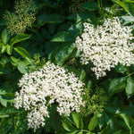 Set 10 Elderberry Cuttings for Planting, Elderberry Plant Live, 6-8 Inches Long, Sweet Berries Fruit Tree for Outdoor Garden