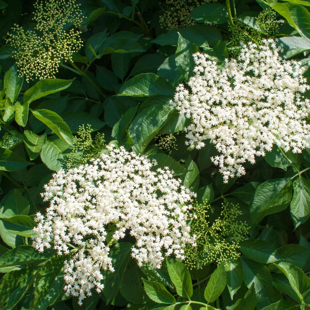 Set 10 Elderberry Cuttings for Planting, Elderberry Plant Live, 6-8 Inches Long, Sweet Berries Fruit Tree for Outdoor Garden
