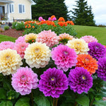 Set 3 of Dahlia Bulbs for Planting Indoor, Mix Dahlia Bulbs for Spring Planting, Perennial Flower