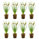 6 Walking Onions Plants for Planting, Egyptian Walking Onion Allium, 4-6 Inches Well Rooted, Ready to Plant Outdoor