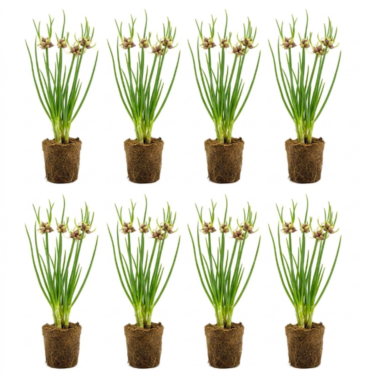 6 Walking Onions Plants for Planting, Egyptian Walking Onion Allium, 4-6 Inches Well Rooted, Ready to Plant Outdoor