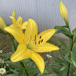4 Yellow Asiatic Lily Bulbs, 3-4 Inch, Lily Flower Bulbs, Flowering Bulb for Outdoor Garden Beds and Containers