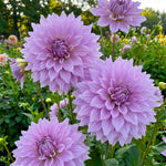 Lavender Dahlia Clump, Soft Purple Blooms, Summer Flowering Perennial, Dahlia Flowers for Indoor Outdoor Growing