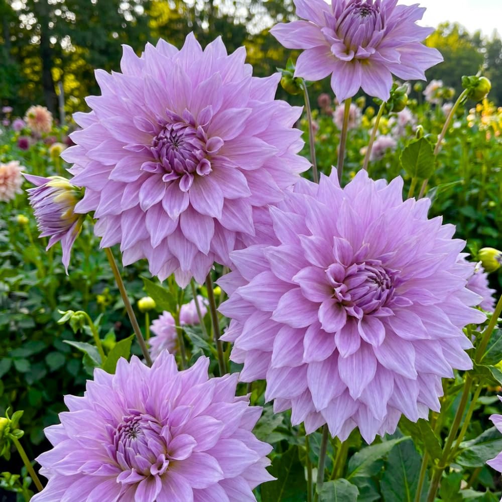Lavender Dahlia Clump, Soft Purple Blooms, Summer Flowering Perennial, Dahlia Flowers for Indoor Outdoor Growing