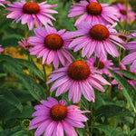 Combo 6 Echinacea Plants Roots, Purple Coneflower Plant Live Indoor, 5 to 6 Inc Tall, Echinacea Flower Plant Gardening Planting