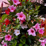2 Pink Mandevilla Bush Plants, 5 to 7 Inc in Height, Mandevilla Live Plant, Mandevilla Plants Live
