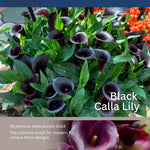Pack 3 Black Calla Lily Bulbs - Calla Lily Flowering Bulbs for Garden and Containers, Easy to Grow Summer Blooms