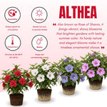 Live Rose of Sharon Plant 6-13" Tall, Althea Hibiscus Bush Well Rooted, Hardy Fragrant Hibiscus Syriacus Flowering Plant - Pink Blooms