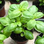 Basil Plants, Sweet Basil Live Plant in 4 Inch Pot - Fragrant Large Leaves, 4-8” Tall Herb Plant, 2 Plants Per Pot, Indoor Outdoor Garden Growing