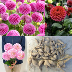 2 Dahlia Bulbs for Spring Planting, Dahlia Bulbs for Planting Indoor and Outdoor (Dark Pink)