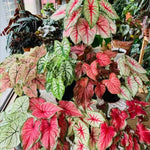 2 Caladium Plants Live for Planting, 4 to 6 Inc Tall, Caladium Live Plants Garden, 4 Inc Potted (Mix)