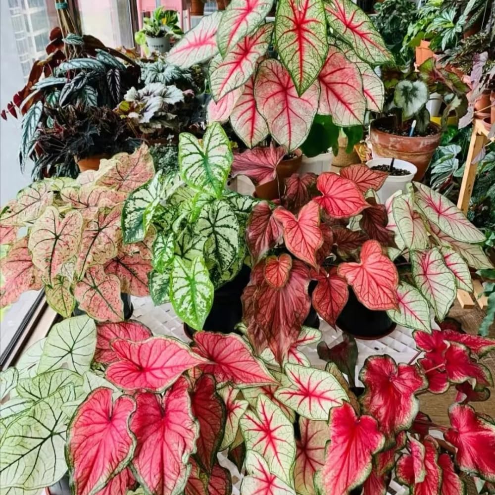 2 Caladium Plants Live for Planting, 4 to 6 Inc Tall, Caladium Live Plants Garden, 4 Inc Potted (Mix)