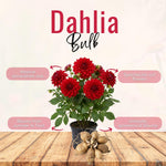 Red Dahlia Bulbs Pant, 2-3" Tall, Dahlia Flower Bulbs for Outdoor Garden, Flowering Tuber Cluster for Planting, Not Live Plant