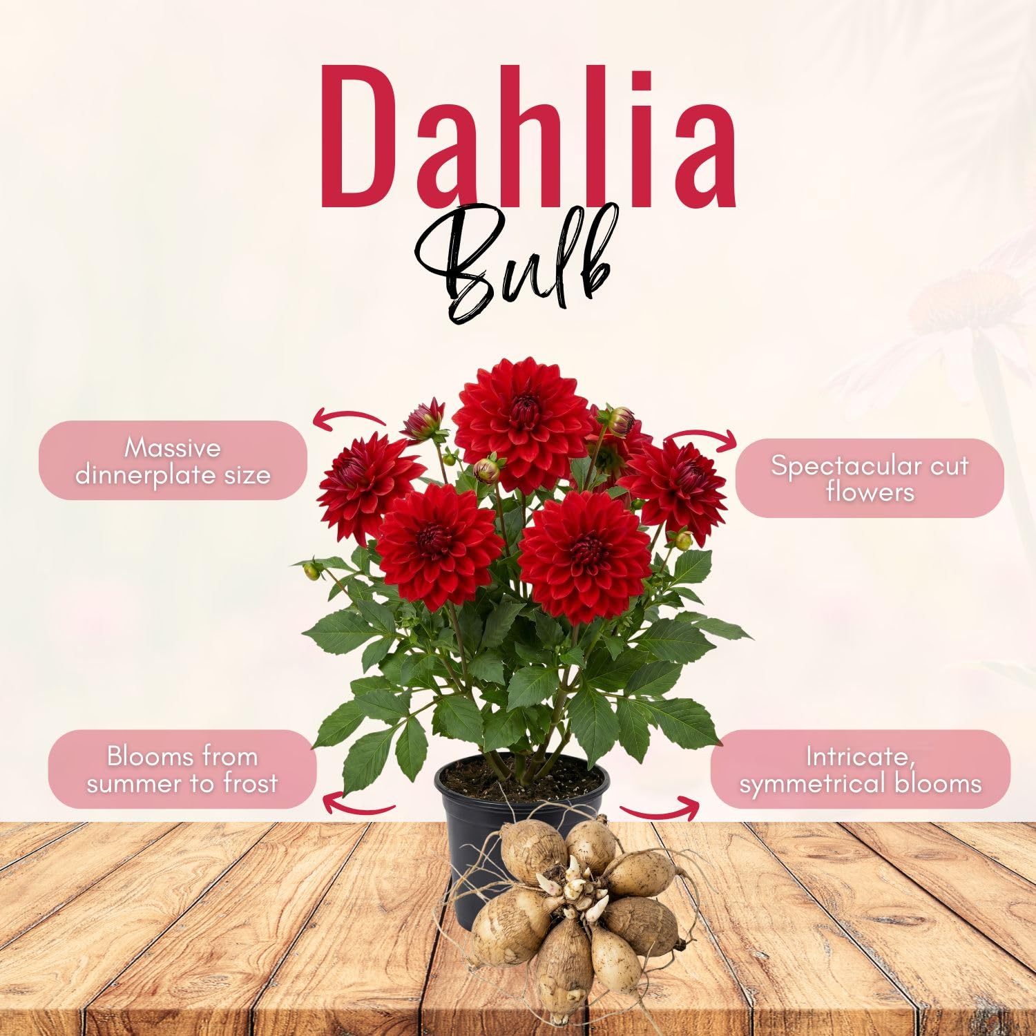 Red Dahlia Bulbs Pant, 2-3" Tall, Dahlia Flower Bulbs for Outdoor Garden, Flowering Tuber Cluster for Planting, Not Live Plant