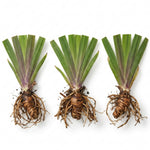 3 Walking Iris Plants, 4-6 Inch White Iris Flower Plant Roots for Outdoor Planting, Ready to Grow