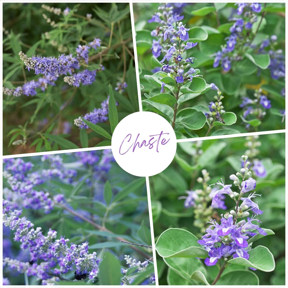 Blue Chaste Vitex Live Plant, Vitex Chaste Tree, Blue Chastes Tree, Flowering Shrub, 5-7 Inches in Height for Growing
