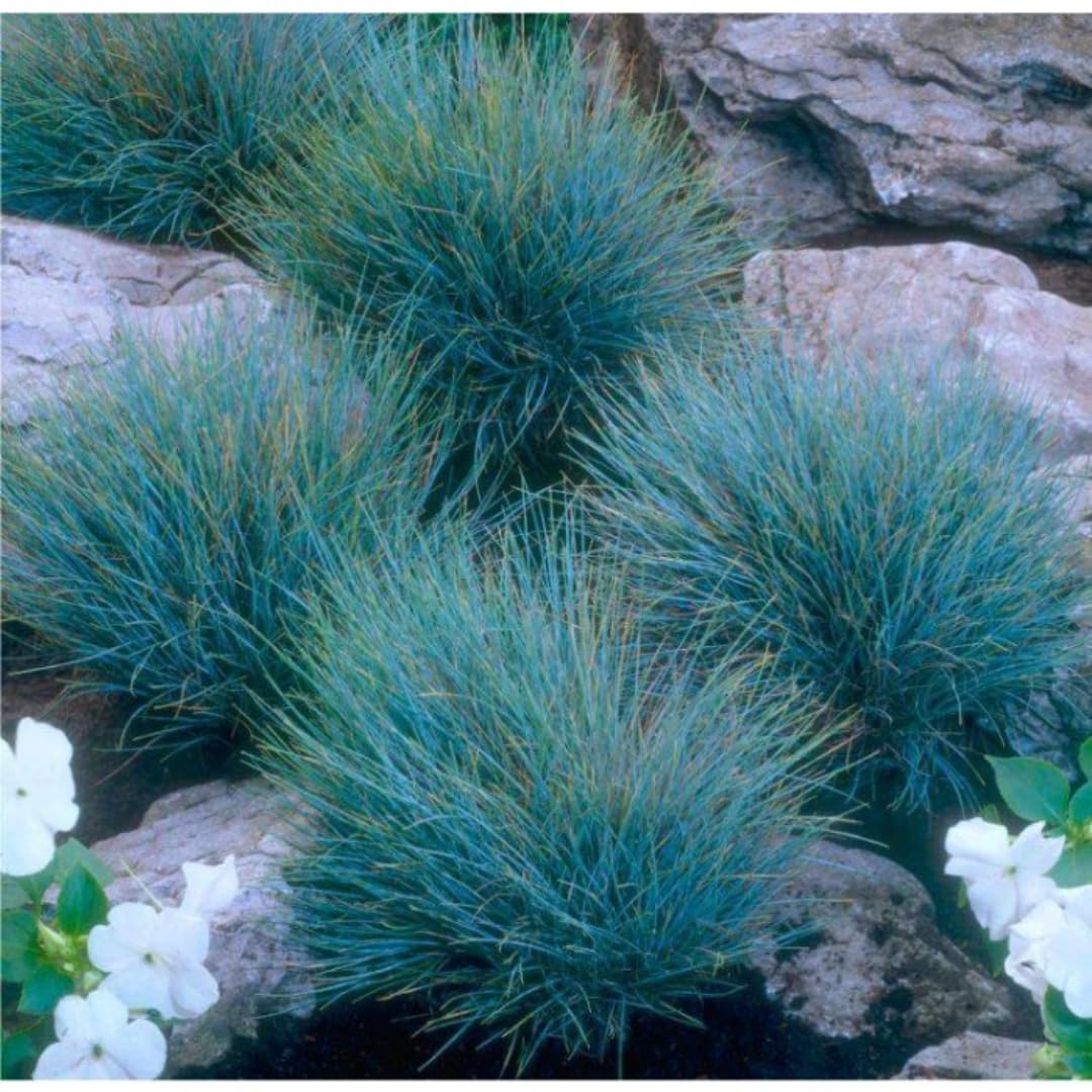 Set of 2 Blue Fescue Grass Live Plants in 4 Inches Pot, 2 Plants Per Pot Oramental Grass for Gardening Lawn Patio