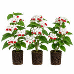 3 Clerodendrum Bleeding Heart Vine Plants, Heart Shaped Blooms, 4-9 Inch Tall, Indoor Outdoor Planting (White Red)