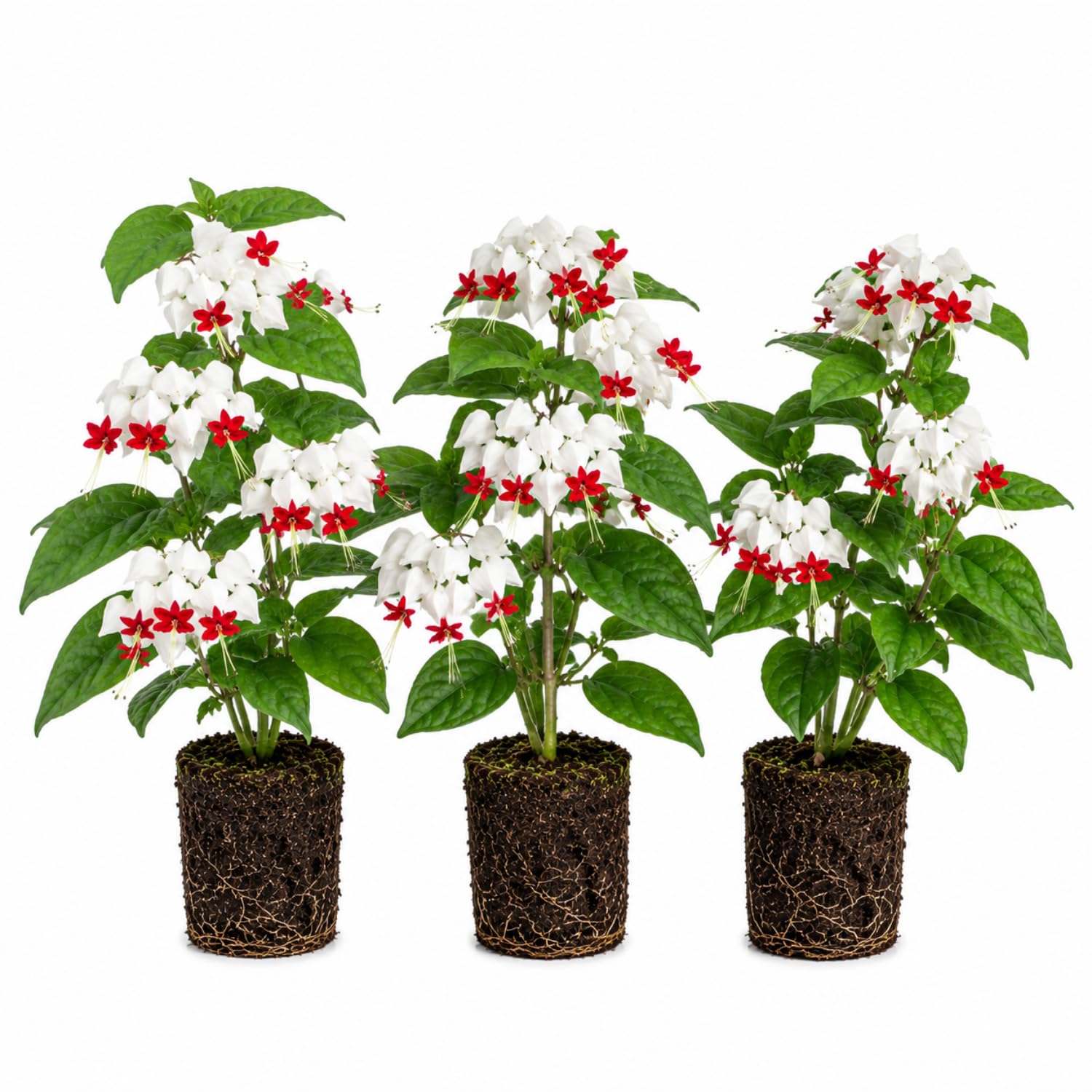 3 Clerodendrum Bleeding Heart Vine Plants, Heart Shaped Blooms, 4-9 Inch Tall, Indoor Outdoor Planting (White Red)