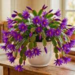 Easter Cactus Plants Live, Spring Bloom, Cold Hardy, 5-9" in Tall, No Pot, Starter Holiday Cactus Plant for Indoor Outdoor Houseplants (Purple)