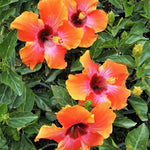 Hibiscus Plants Live, Hibiscus Plants Live, Easy to Plant, 7 to 13 Inch Tall, Hibiscus Tree Live Plant, Perennial Flower Tree, Sunset Hibiscus