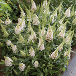 AVERAR 3 Buddleia Butterfly Bush Live Plant Ready to Plant Outdoor, White Blooms, Starter 5 to 9 Inches Tall, Cold Hardy and Fragrant, Zones 5-9
