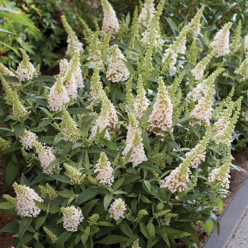 AVERAR 3 Buddleia Butterfly Bush Live Plant Ready to Plant Outdoor, White Blooms, Starter 5 to 9 Inches Tall, Cold Hardy and Fragrant, Zones 5-9
