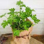 2 Citronella Plants Live, Live Citronella Plant Indoor Outdoor, Citronella Indoor Plant, Citronella Starter Plant Indoor Outdoor, Gardening Growing