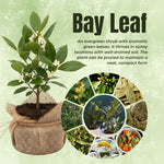 Set of 2 Sweet Bay Laruel Trees Live Plants, Bay Leaf Tree, True Laurus Nobilis Plants from 4 to 6 Inches Tall, Well-Rooted and Cold Hardy