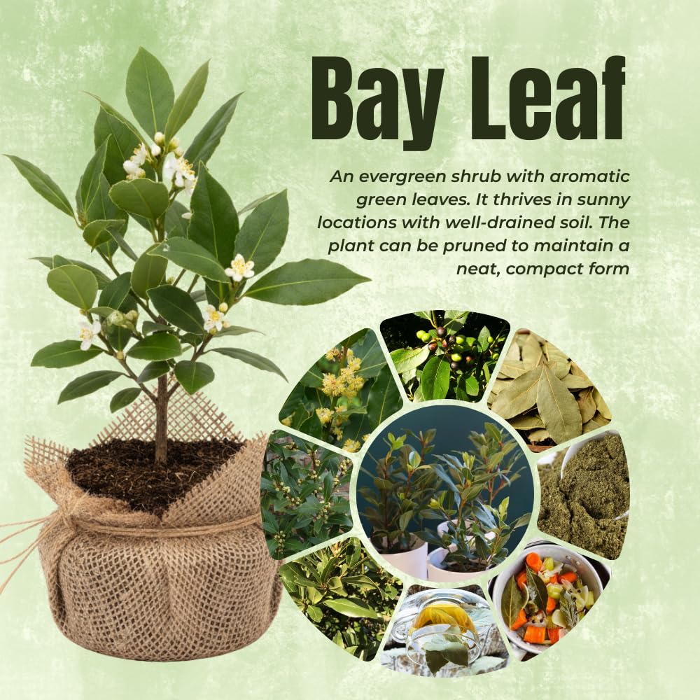 Set of 2 Sweet Bay Laruel Trees Live Plants, Bay Leaf Tree, True Laurus Nobilis Plants from 4 to 6 Inches Tall, Well-Rooted and Cold Hardy