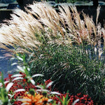 Ornamental Grass Seedlings Live Plant, Fully Rooted Pruned Back to 5 to 9 Inc in Tall Grasses Live Plants Perennial (Dwarf Miscanthus)