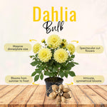 Yellow Dahlia Bulbs Plant, 2-3" Tall, Dahlia Flower Bulbs for Outdoor Garden, Flowering Tuber Cluster for Planting, Not Live Plant