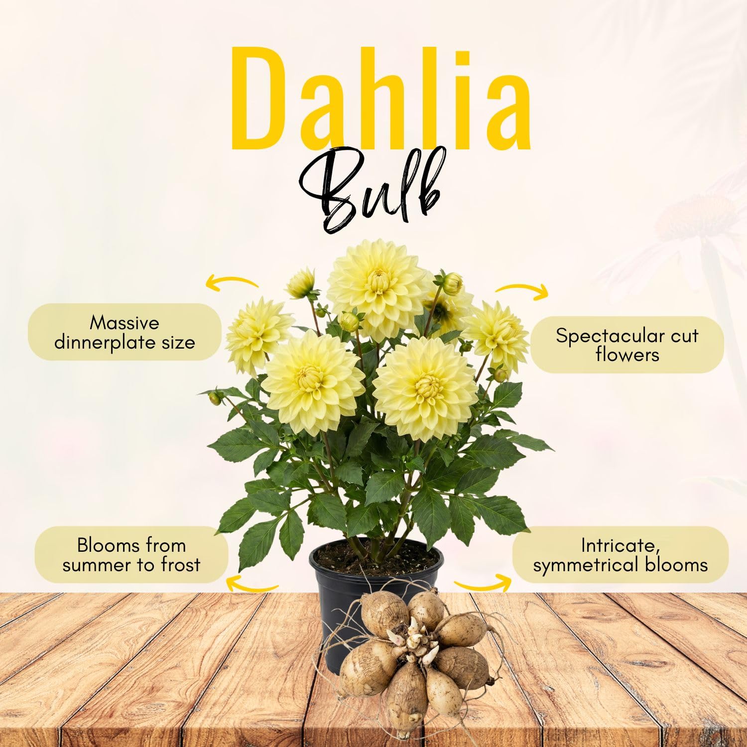 Yellow Dahlia Bulbs Plant, 2-3" Tall, Dahlia Flower Bulbs for Outdoor Garden, Flowering Tuber Cluster for Planting, Not Live Plant