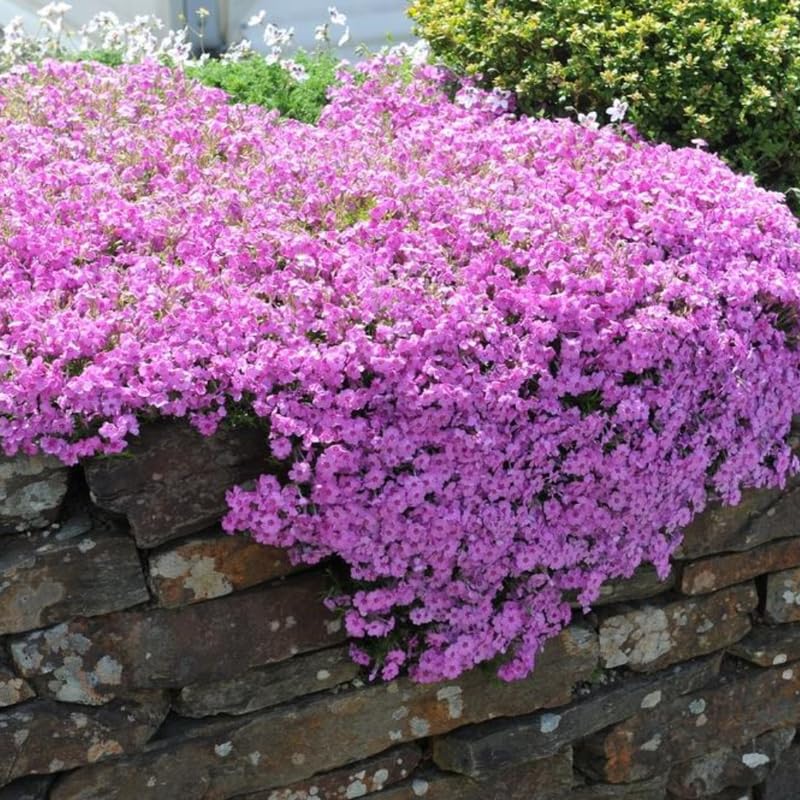 Set 3 Hardy Creeping Phlox Plants Live Plugs, Pink Cherry Creeping Phlox Ground Cover, 2-4" in Height