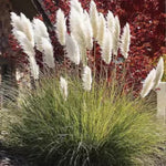 2 Grass Ornamental Grasses Seedlings, Live Grass Perennial Hardy Ornamental Plants, Outdoor Planting, 5-9" Tall (White Pampas)